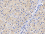 DAB staining on IHC-P; Samples: Human Liver Tissue;  Primary Ab: 10µg/ml Rabbit Anti-Human SLC Antibody Second Ab: 2µg/mL HRP-Linked Caprine Anti-Rabbit IgG Polyclonal Antibody 