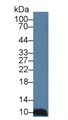 Western Blot; Sample: Porcine Spleen lysate; Primary Ab: 3µg/ml Rabbit Anti-Human MEC Antibody Second Ab: 0.2µg/mL HRP-Linked Caprine Anti-Rabbit IgG Polyclonal Antibody