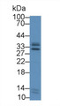 Western Blot; Sample: Human Liver lysate; Primary Ab: 2µg/mL Rabbit Anti-Human ICAM4 Antibody Second Ab: 0.2µg/mL HRP-Linked Caprine Anti-Rabbit IgG Polyclonal Antibody