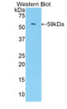 Western Blot; Sample: Recombinant protein.