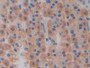 DAB staining on IHC-P; Samples: Rat Stomach Tissue; Primary Ab: 10µg/ml Rabbit Anti-Rat LMP7 Antibody Second Ab: 2µg/mL HRP-Linked Caprine Anti-Rabbit IgG Polyclonal Antibody