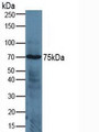 Western Blot; Sample: Human Jurkat Cells.