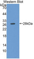 Western Blot; Sample: Recombinant protein.