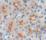 Bone Marrow Stromal Cell Antigen 1 (Bst1) Polyclonal Antibody, Cat#CAU25732