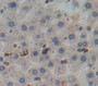 Used in DAB staining on fromalin fixed paraffin- embedded Kidney tissue