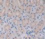 Indoleamine-2,3-Dioxygenase (Ido) Polyclonal Antibody, Cat#CAU25739