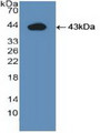 Western Blot; Sample: Recombinant IDO, Human.