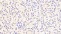 DAB staining on IHC-P; Samples: Human Kidney Tissue; Primary Ab: 20μg/ml Rabbit Anti-Human IDO Antibody Second Ab: 2µg/mL HRP-Linked Caprine Anti-Rabbit IgG Polyclonal Antibody