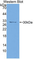 Western Blot; Sample: Recombinant protein.