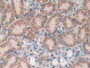 DAB staining on IHC-P; Samples: Mouse Kidney Tissue; Primary Ab: 10µg/ml Rabbit Anti-Mouse PTPRJ Antibody Second Ab: 2µg/mL HRP-Linked Caprine Anti-Rabbit IgG Polyclonal Antibody