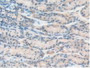 DAB staining on IHC-P; Samples: Mouse Intestine Tissue.