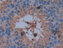 DAB staining on IHC-P; Samples: Mouse Testis Tissue; Primary Ab: 10µg/ml Rabbit Anti-Mouse EMMPRIN Antibody Second Ab: 2µg/mL HRP-Linked Caprine Anti-Rabbit IgG Polyclonal Antibody