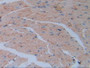 DAB staining on IHC-P; Samples: Mouse Heart Tissue.