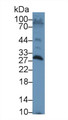 Western Blot; Sample: Rat Testis lysate; Primary Ab: 1µg/ml Rabbit Anti-Rat SAP Antibody Second Ab: 0.2µg/mL HRP-Linked Caprine Anti-Rabbit IgG Polyclonal Antibody