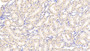 DAB staining on IHC-P; Samples: Rat Kidney Tissue; Primary Ab: 20μg/ml Rabbit Anti-Rat SAP Antibody Second Ab: 2µg/mL HRP-Linked Caprine Anti-Rabbit IgG Polyclonal Antibody