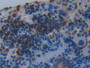 DAB staining on IHC-P; Samples: Mouse Spleen Tissue; Primary Ab: 10µg/ml Rabbit Anti-Mouse PRSS2 Antibody Second Ab: 2µg/mL HRP-Linked Caprine Anti-Rabbit IgG Polyclonal Antibody