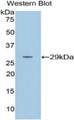 Western Blot; Sample: Recombinant protein.