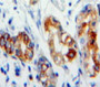Used in DAB staining on fromalin fixed paraffin-embedded Stomach tissue