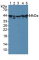 Western Blot; Sample: Lane1: Mouse Serum; Lane2: Human A549 Cells; Lane3: Mouse Spleen Tissue; Lane4: Mouse Heart Tissue; Lane5: Rat Heart Tissue.