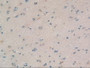 DAB staining on IHC-P; Samples：Human Brain Tissue.