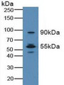 Western Blot; Sample:Mouse Lung Tissue.