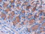 DAB staining on IHC-P; Samples: Mouse Stomach Tissue; Primary Ab: 30µg/ml Rabbit Anti-Mouse IL2Rg Antibody Second Ab: 2µg/mL HRP-Linked Caprine Anti-Rabbit IgG Polyclonal Antibody