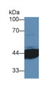 Western Blot; Sample: Human MCF7 cell lysate; ; Primary Ab: 2µg/ml Rabbit Anti-Mouse IL3Ra Antibody; Second Ab: 0.2µg/mL HRP-Linked Caprine Anti-Rabbit IgG Polyclonal Antibody;