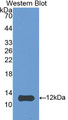 Western Blot; Sample: Recombinant protein.