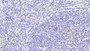 DAB staining on IHC-P; Samples: Mouse Spleen Tissue; Primary Ab: 20μg/ml Rabbit Anti-Mouse HSP10 Antibody Second Ab: 2µg/mL HRP-Linked Caprine Anti-Rabbit IgG Polyclonal Antibody