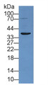 Western Blot; Sample: Rat Kidney lysate; ; Primary Ab: 2µg/ml Rabbit Anti-Rat TNFRSF1A Antibody; Second Ab: 0.2µg/mL HRP-Linked Caprine Anti-Rabbit IgG Polyclonal Antibody;