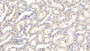 DAB staining on IHC-P; Samples: Rat Kidney Tissue; Primary Ab: 20µg/ml Rabbit Anti-Rat TNFRSF1A Antibody Second Ab: 2µg/mL HRP-Linked Caprine Anti-Rabbit IgG Polyclonal Antibody