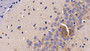 DAB staining on IHC-P; Sample: Mouse Cerebrum Tissue; Primary Ab: 20μg/ml Rabbit Anti-Mouse TNFRSF1A Antibody Second Ab: 2µg/mL HRP-Linked Caprine Anti-Rabbit IgG Polyclonal Antibody