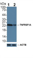 Knockout Varification: ; Lane 1: Wild-type Hela cell lysate; ; Lane 2: TNFRSF1A knockout Hela cell lysate; ; Predicted MW: 50,38,25kDa ; Observed MW: 23kDa; Primary Ab: 3µg/ml Rabbit Anti-Human TNFRSF1A Antibody; Second Ab: 0.2µg/mL HRP-Linked Caprine Anti-Rabbit IgG Polyclonal Antibody;