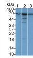 Western Blot; Sample: Lane1: Porcine Pancreas lysate; Lane2: Porcine Liver lysate; Lane3: 293T cell lysate; Primary Ab: 2μg/ml Rabbit Anti-Human PDIA2 Antibody; Second Ab: 0.2µg/mL HRP-Linked Caprine Anti-Rabbit IgG Polyclonal Antibody;