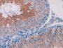 DAB staining on IHC-P; Samples: Rat Testis Tissue; Primary Ab: 20µg/ml Rabbit Anti-Rat SDH Antibody Second Ab: 2µg/mL HRP-Linked Caprine Anti-Rabbit IgG Polyclonal Antibody