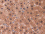 DAB staining on IHC-P; Samples: Rat Liver Tissue.