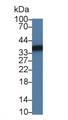 Western Blot; Sample: Bovine Liver lysate; Primary Ab: 1µg/ml Rabbit Anti-Bovine SDH Antibody Second Ab: 0.2µg/mL HRP-Linked Caprine Anti-Rabbit IgG Polyclonal Antibody