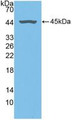 Western Blot; Sample: Recombinant FMOD, Human.