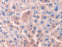 DAB staining on IHC-P; Samples: Mouse Liver Tissue; Primary Ab: 20µg/ml Rabbit Anti-Mouse OCT Antibody Second Ab: 2µg/mL HRP-Linked Caprine Anti-Rabbit IgG Polyclonal Antibody