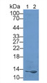 Western Blot; Sample: Lane1: Human Liver lysate; Lane2: Human Blood cell lysate; Primary Ab: 2µg/mL Rabbit Anti-Human PIN4 Antibody; Second Ab: 0.2µg/mL HRP-Linked Caprine Anti-Rabbit IgG Polyclonal Antibody;