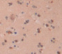 Peptidyl Prolyl Cis/Trans Isomerase Nima Interacting Protein 4 (Pin4) Polyclonal Antibody, Cat#CAU25829