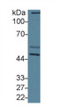 Western Blot; Sample: Mouse Cerebrum lysate; Primary Ab: 2µg/ml Rabbit Anti-Human CRT Antibody Second Ab: 0.2µg/mL HRP-Linked Caprine Anti-Rabbit IgG Polyclonal Antibody