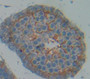 N-Cadherin (Ncad) Polyclonal Antibody, Cat#CAU25845