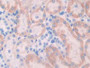 DAB staining on IHC-P; Samples: Rat Kidney Tissue; Primary Ab: 30µg/ml Rabbit Anti-Rat CDH2 Antibody Second Ab: 2µg/mL HRP-Linked Caprine Anti-Rabbit IgG Polyclonal Antibody