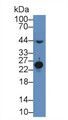 Western Blot; Sample: Mouse Serum; Primary Ab: 2µg/mL Rabbit Anti-Mouse MBL Antibody Second Ab: 0.2µg/mL HRP-Linked Caprine Anti-Rabbit IgG Polyclonal Antibody