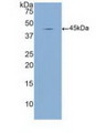 Western Blot; Sample: Recombinant MBL, Human.