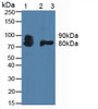 Western Blot; Sample: Lane1: Human Blood Cells; Lane2: Rat Placenta Tissue; Lane3: MousePlacenta Tissue.