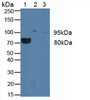 Western Blot; Sample: Lane1: Rat Blood Cells; Lane2: Human JAR Cells; Lane3: Human Placenta Tissue.