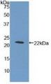 Western Blot; Sample: Recombinant MPL, Human.