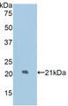 Western Blot; Sample: Recombinant LAMP2, Rat.